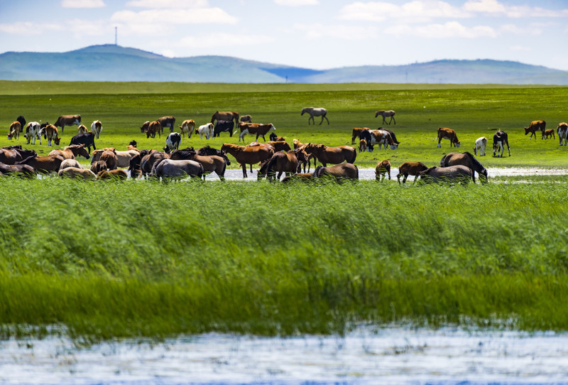 内蒙古,辽阔草原的自然与文化瑰宝